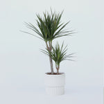 Madagascar Dragon Tree - Dracaena Marginata - Height 70-80cm - ⌀17cm | Set of 1 | Green
