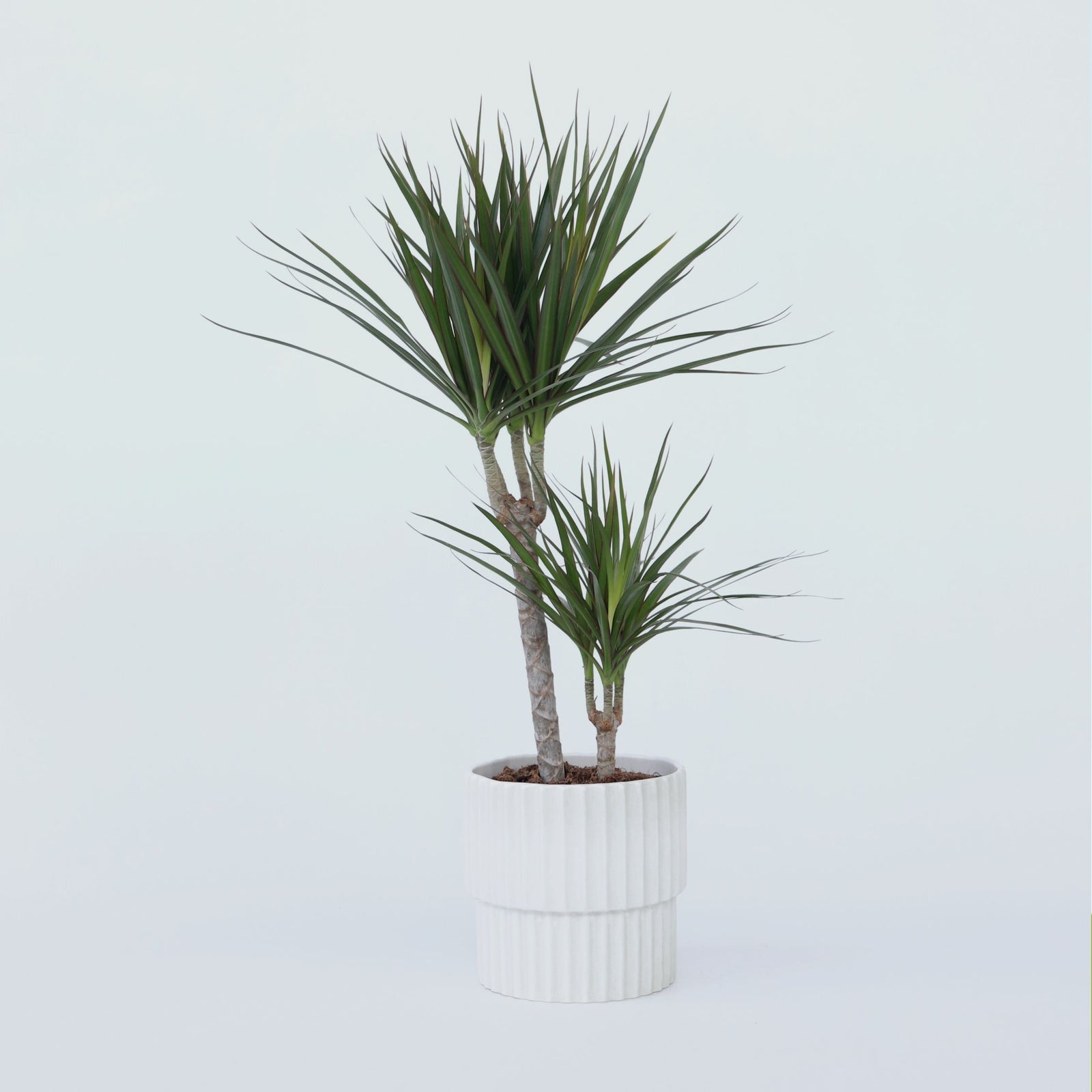 Madagascar Dragon Tree - Dracaena Marginata - Height 70-80cm - ⌀17cm | Set of 1 | Green