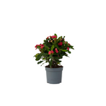 Crown Of Thorns - Euphorbia 'milii' - Height 25-35cm - ⌀13cm | Set of 1 | Pink