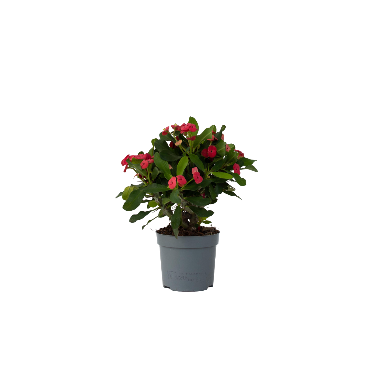 Crown Of Thorns - Euphorbia 'milii' - Height 25-35cm - ⌀13cm | Set of 1 | Pink
