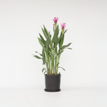 Thai Tulip - Curcuma Alismatifolia 'siam Supreme' - Height 70-90cm - ⌀19cm | Set of 1 | Pink