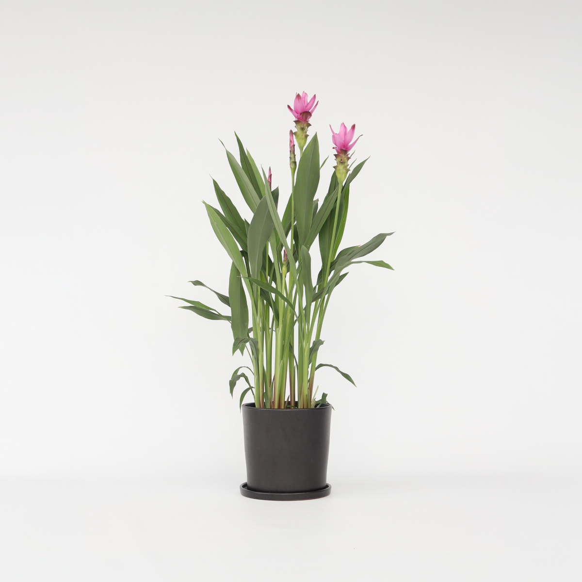 Thai Tulip - Curcuma Alismatifolia 'siam Supreme' - Height 70-90cm - ⌀19cm | Set of 1 | Pink