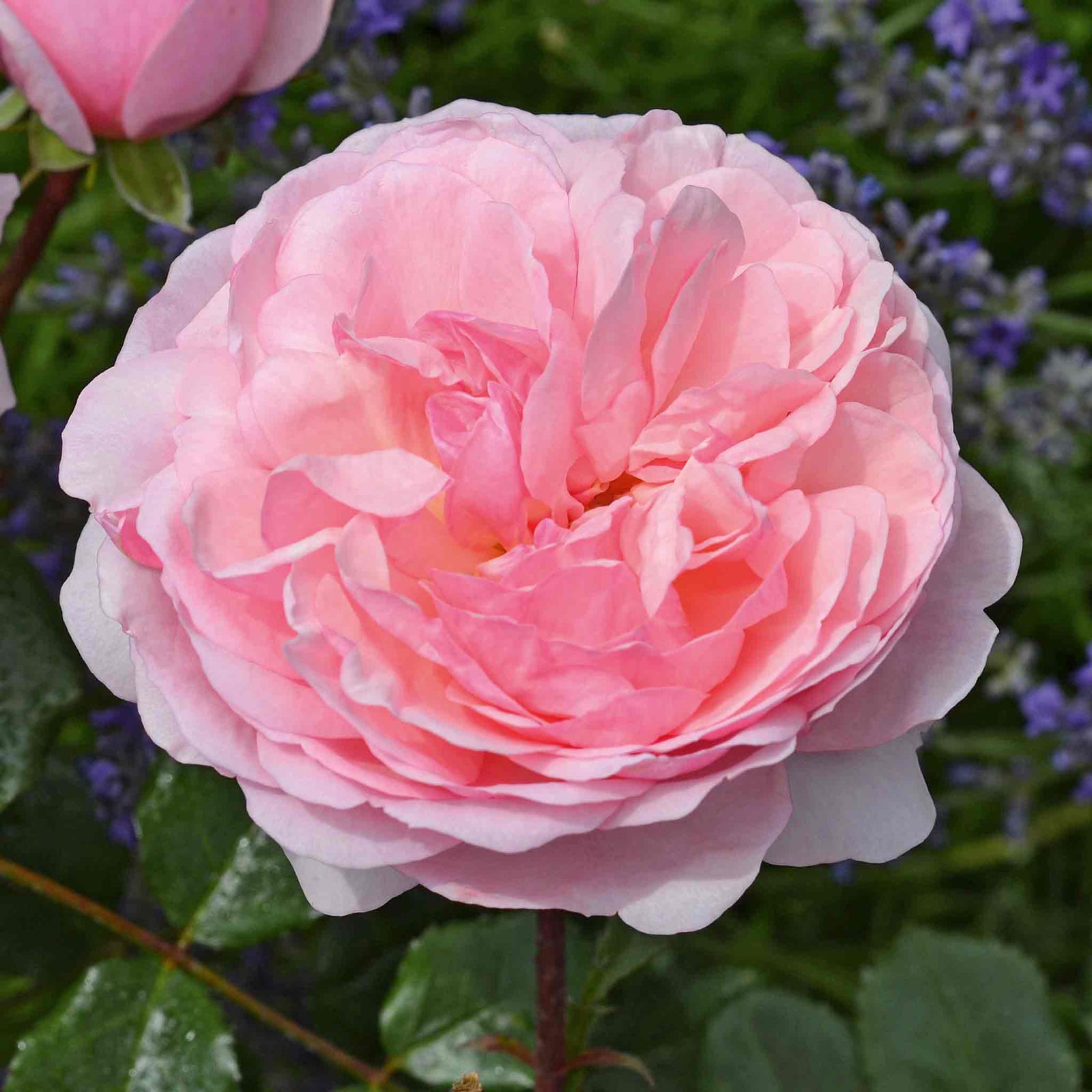 Rose 'darling' Floribunda Soft Pink Bare Root Bare Root | 1 x Bare Root | Pink