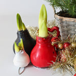 Amaryllis - Hippeastrum 'wax Black' - Flower Bulb - Red