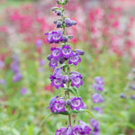 Penstemon 'pensham Westminster Belle' - 9cm Pots | 1 x 9cm | Purple