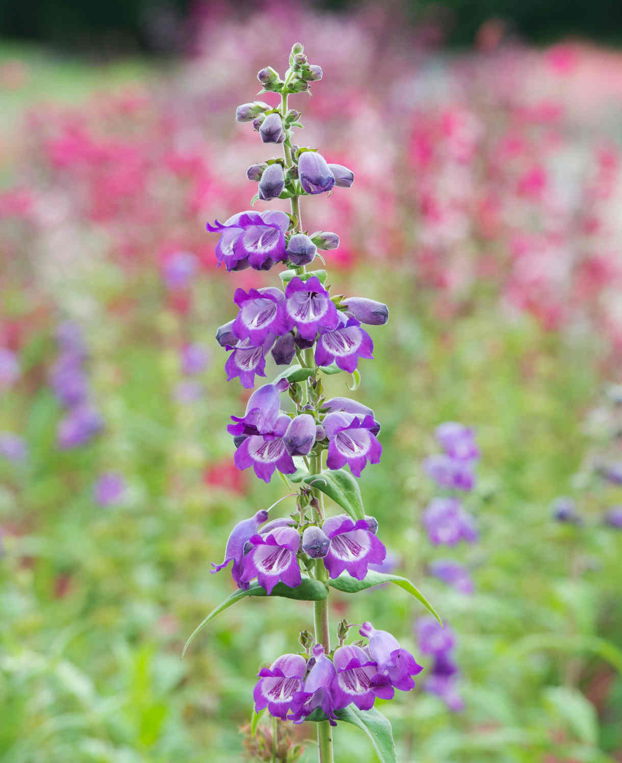 Penstemon 'pensham Westminster Belle' - 9cm Pots | 1 x 9cm | Purple