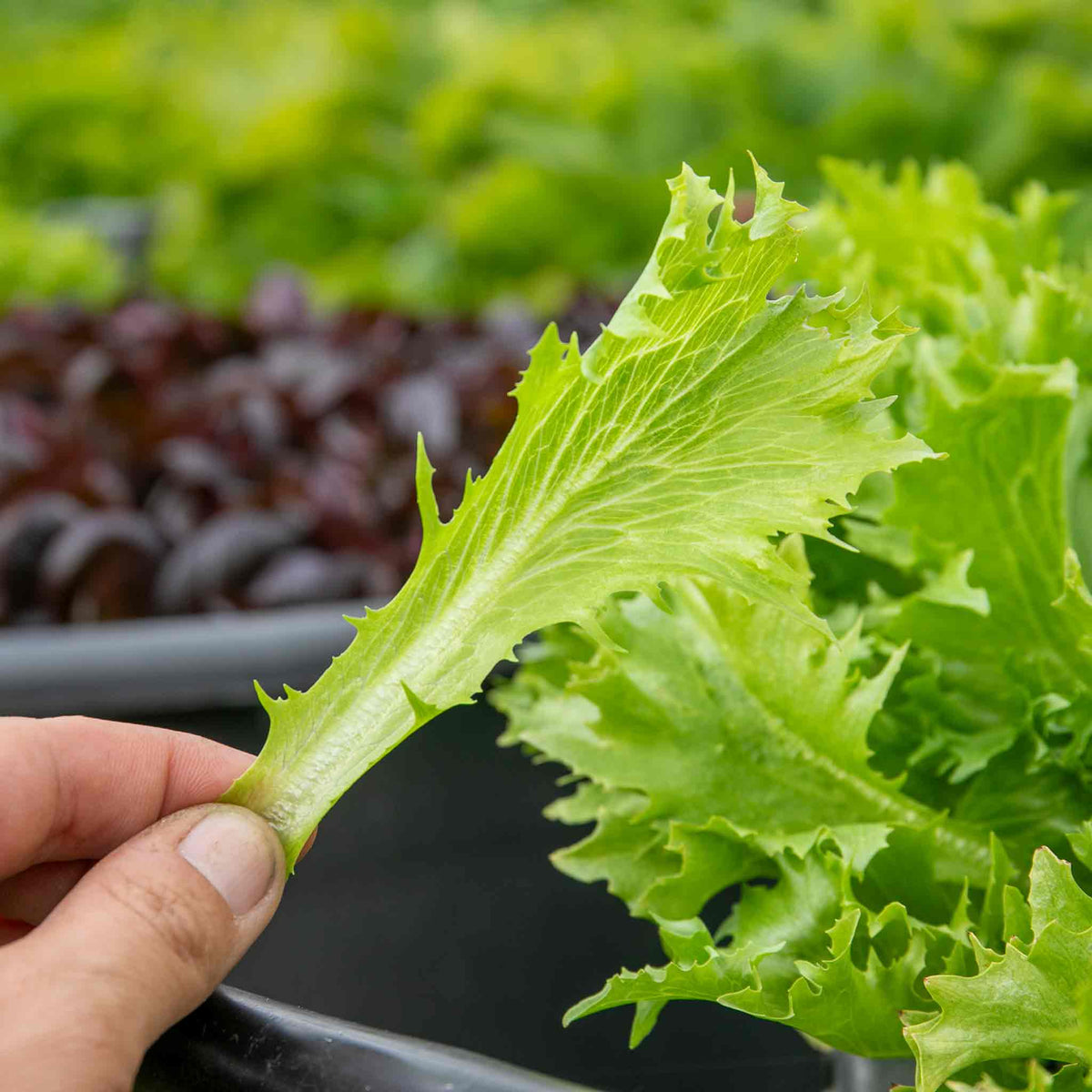 Lettuce Seeds 'crispita Ii' | 400 Seeds
