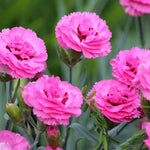 Hayloft Dianthus Collection, Garden Pinks - 12 Young Plants