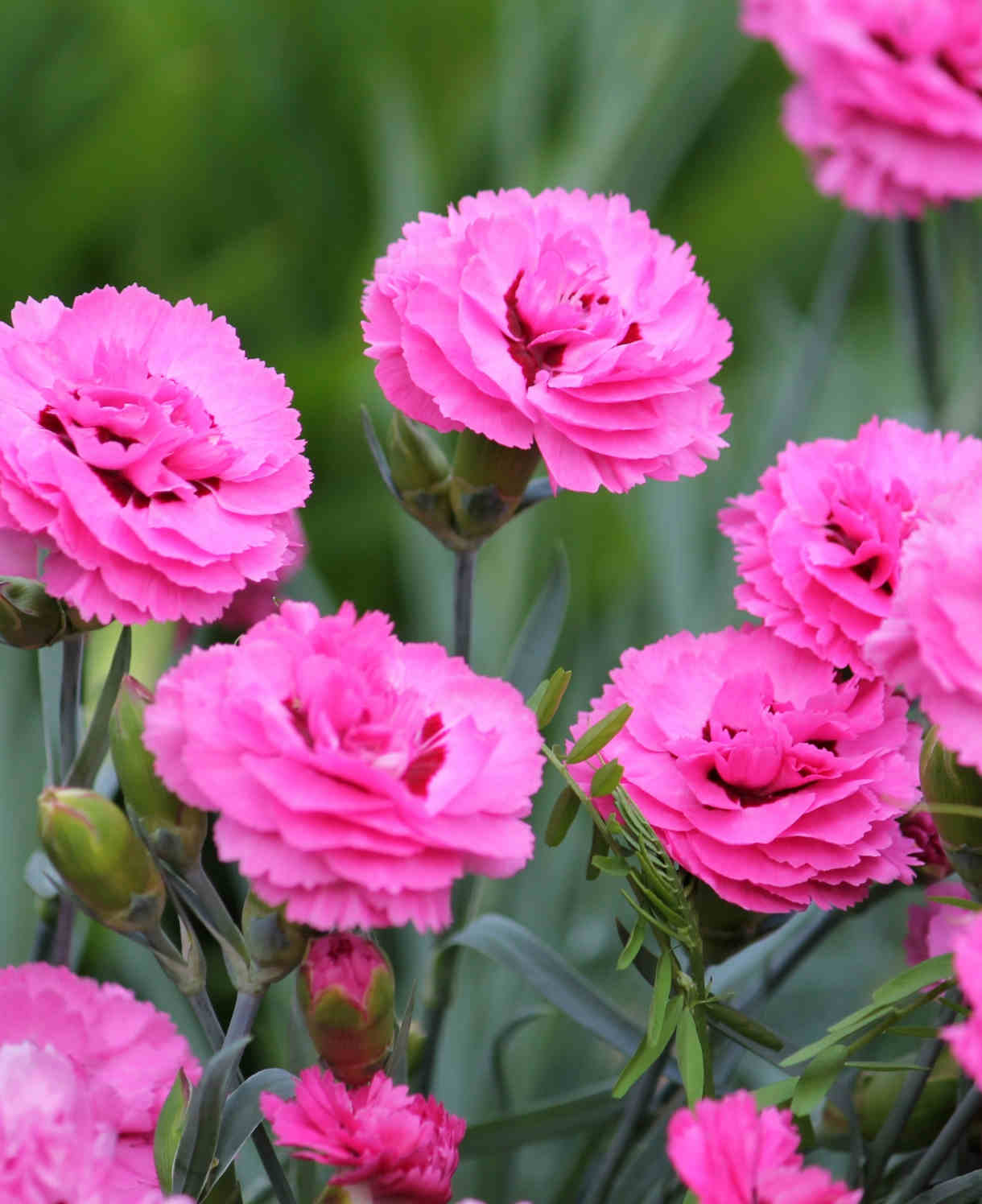Hayloft Dianthus Collection, Garden Pinks - 12 Young Plants