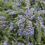 Rosemary 'prostratus' | 1L | Blue
