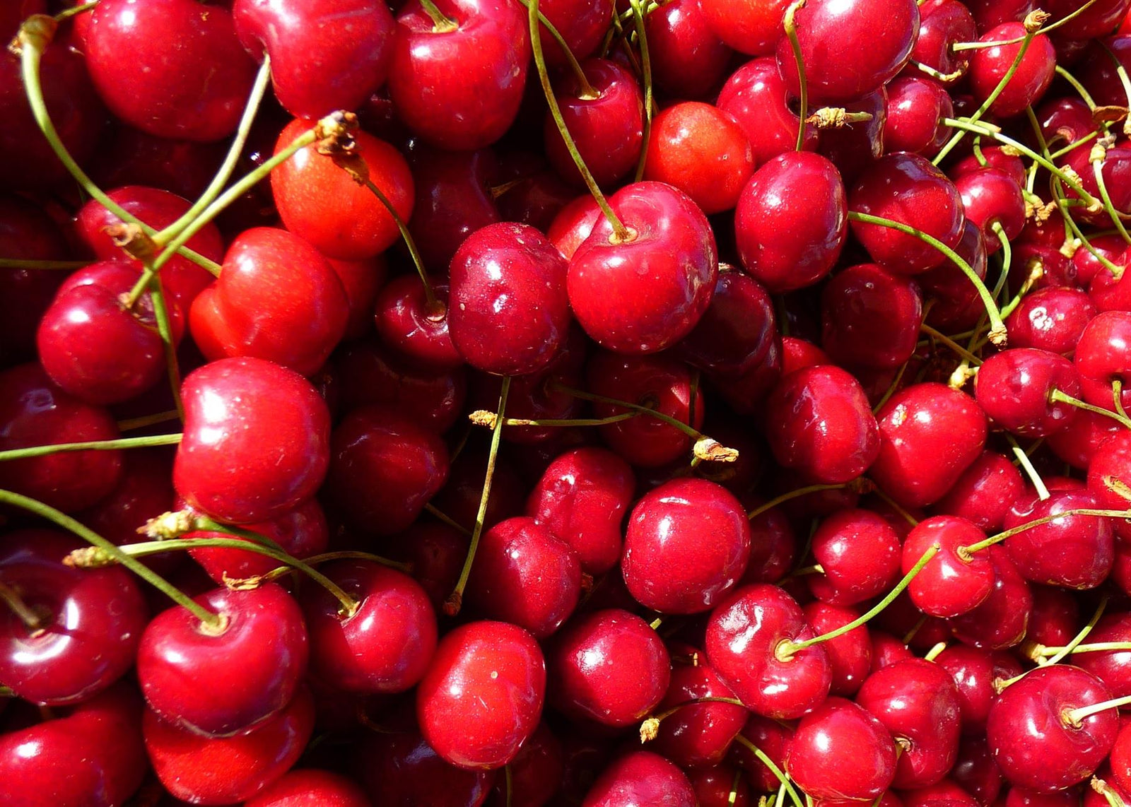 Prunus Stella Cherry Fruit Tree 5-6ft Tall Supplied In A 7.5 Litre Pot