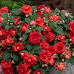 Busy Lizzie (impatiens) Double Bright Red | 12 x Plug Plants | Bright Red