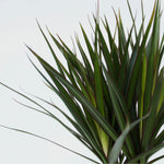 Madagascar Dragon Tree - 2 Pcs. - Dracaena Marginata - Height 70-80cm - ⌀17cm | Set of 2 | Green