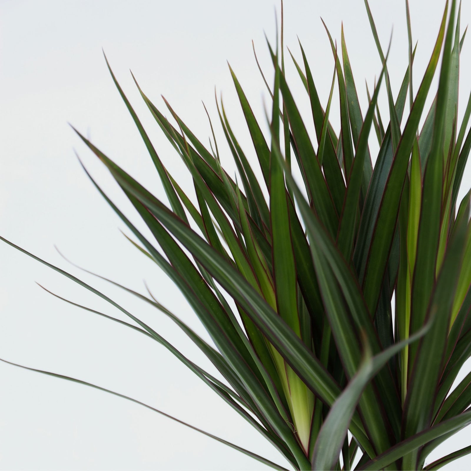 Madagascar Dragon Tree - 2 Pcs. - Dracaena Marginata - Height 70-80cm - ⌀17cm | Set of 2 | Green
