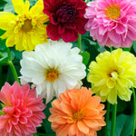 Dahlia Seeds Decorative Mixed | 50 Seeds | Multi