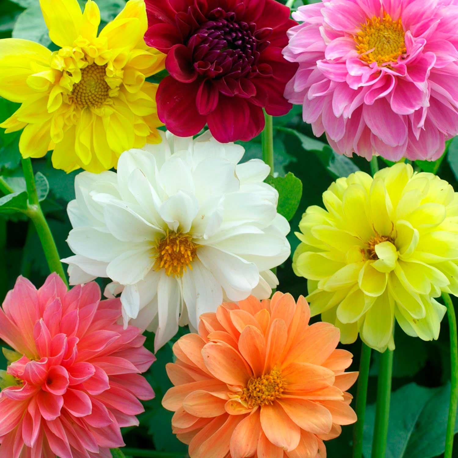 Dahlia Seeds Decorative Mixed | 50 Seeds | Multi