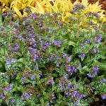 Pulmonaria 'trevi Fountain' 2l - Blue-flowering Shade Perennial | Set of 1 | Silver