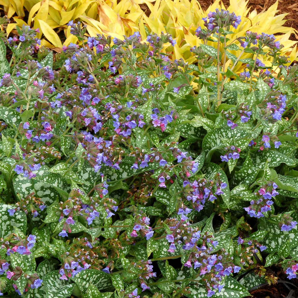 Pulmonaria 'trevi Fountain' 2l - Blue-flowering Shade Perennial | Set of 1 | Silver