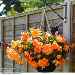 Begonia Apricot Shadespreplanted Hanging Basket 25cm | Set of 2