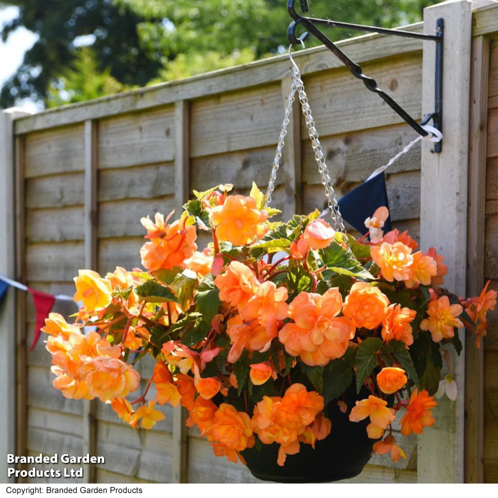 Begonia Apricot Shadespreplanted Hanging Basket 25cm | Set of 2