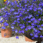 Lobelia 'waterfall Blue Improved' Trailing Deep-blue Bedding Plant | 12 x Jumbo Plugs | Deep Sky Blue