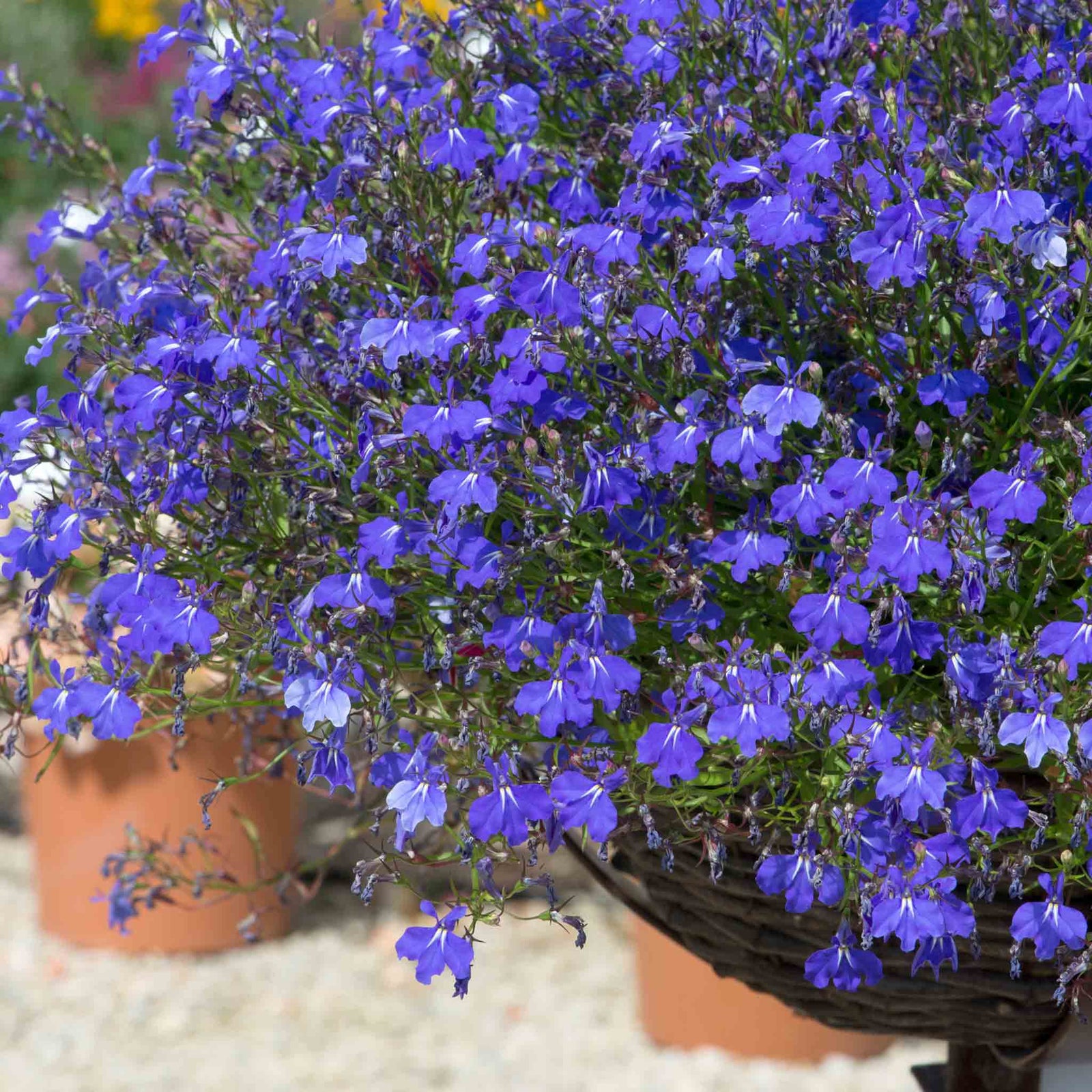 Lobelia 'waterfall Blue Improved' Trailing Deep-blue Bedding Plant | 12 x Jumbo Plugs | Deep Sky Blue