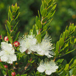 Hayloft Myrtus Communis Subsp. Tarentina - Compact Myrtle - 7cm Pot