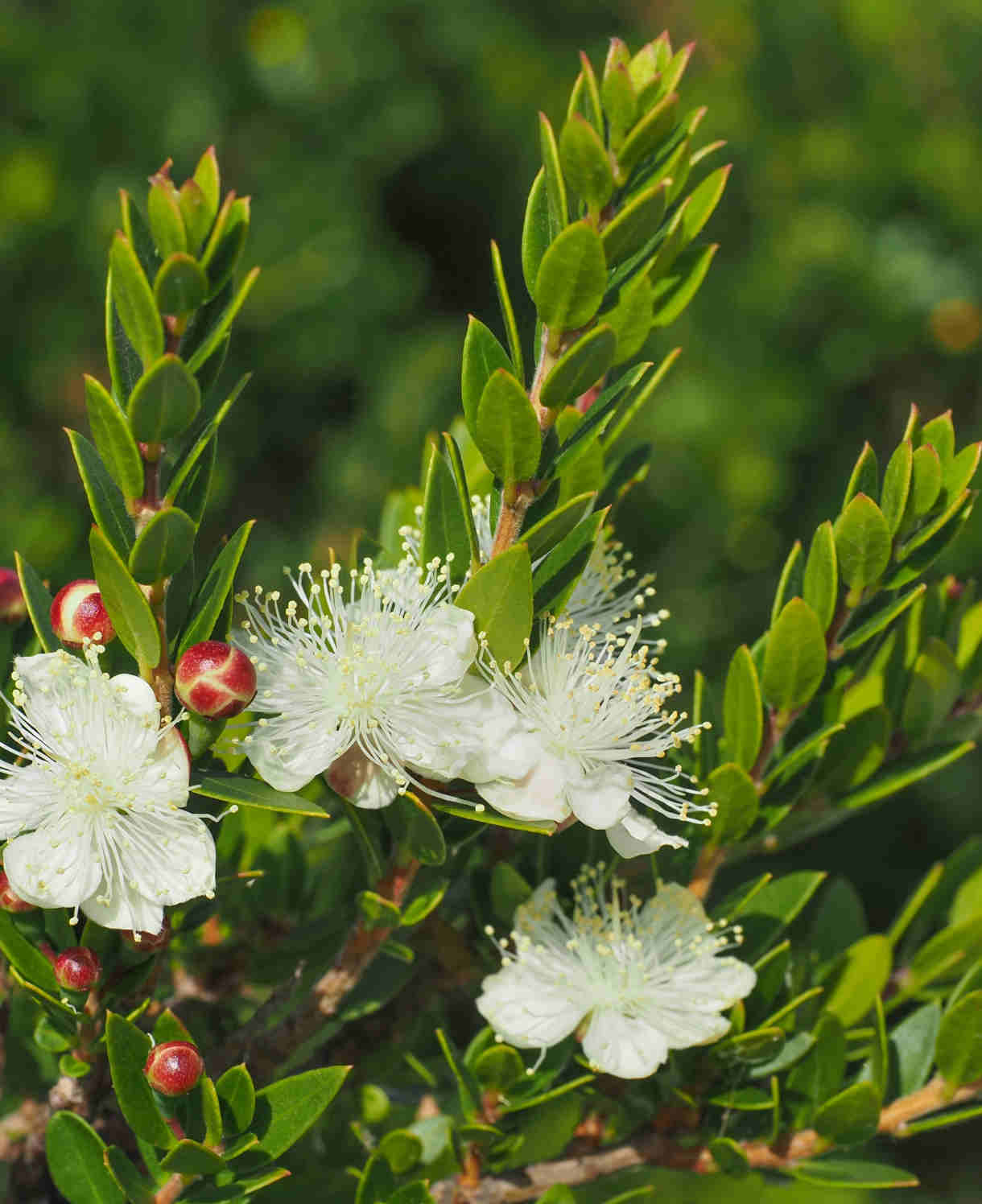 Hayloft Myrtus Communis Subsp. Tarentina - Compact Myrtle - 7cm Pot