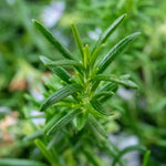 Rosemary 'prostratus' | 1L | Blue