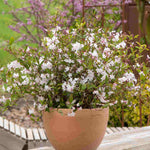 Deutzia Tokyo Delight - Bicoloured Scented Blooms - 1 x 9cm pot | 1 x 9cm | Pink