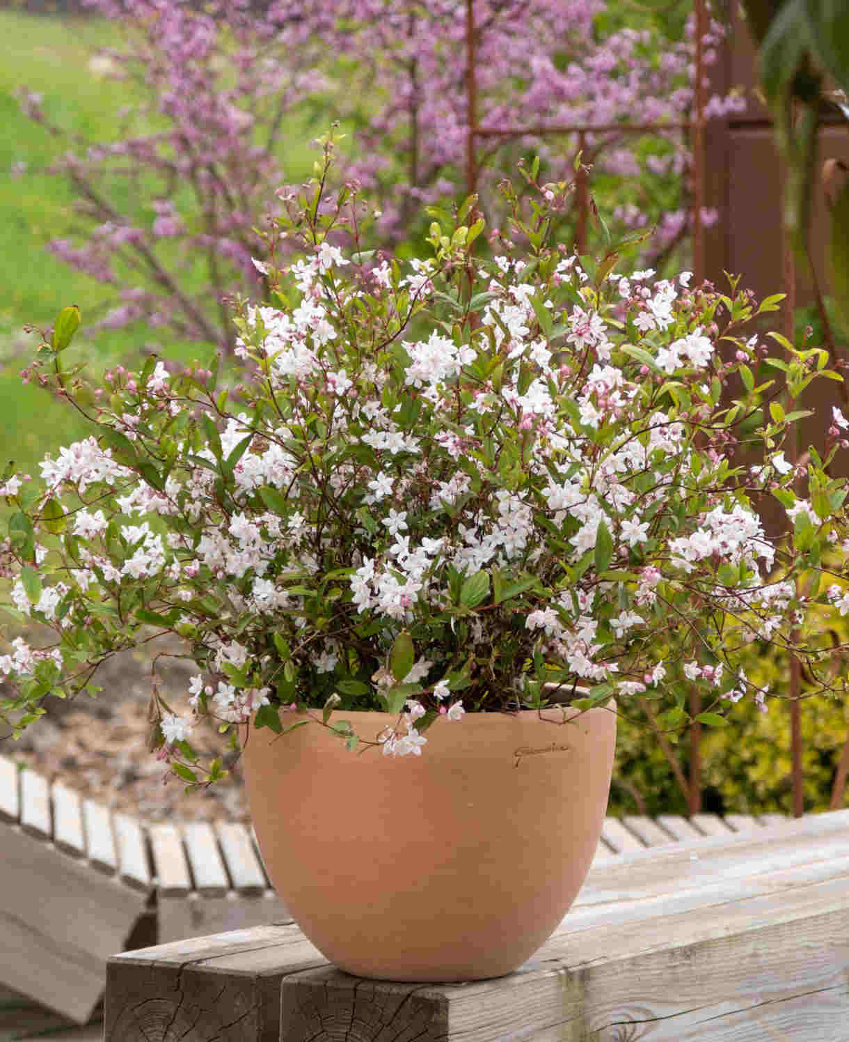 Deutzia Tokyo Delight - Bicoloured Scented Blooms - 1 x 9cm pot | 1 x 9cm | Pink