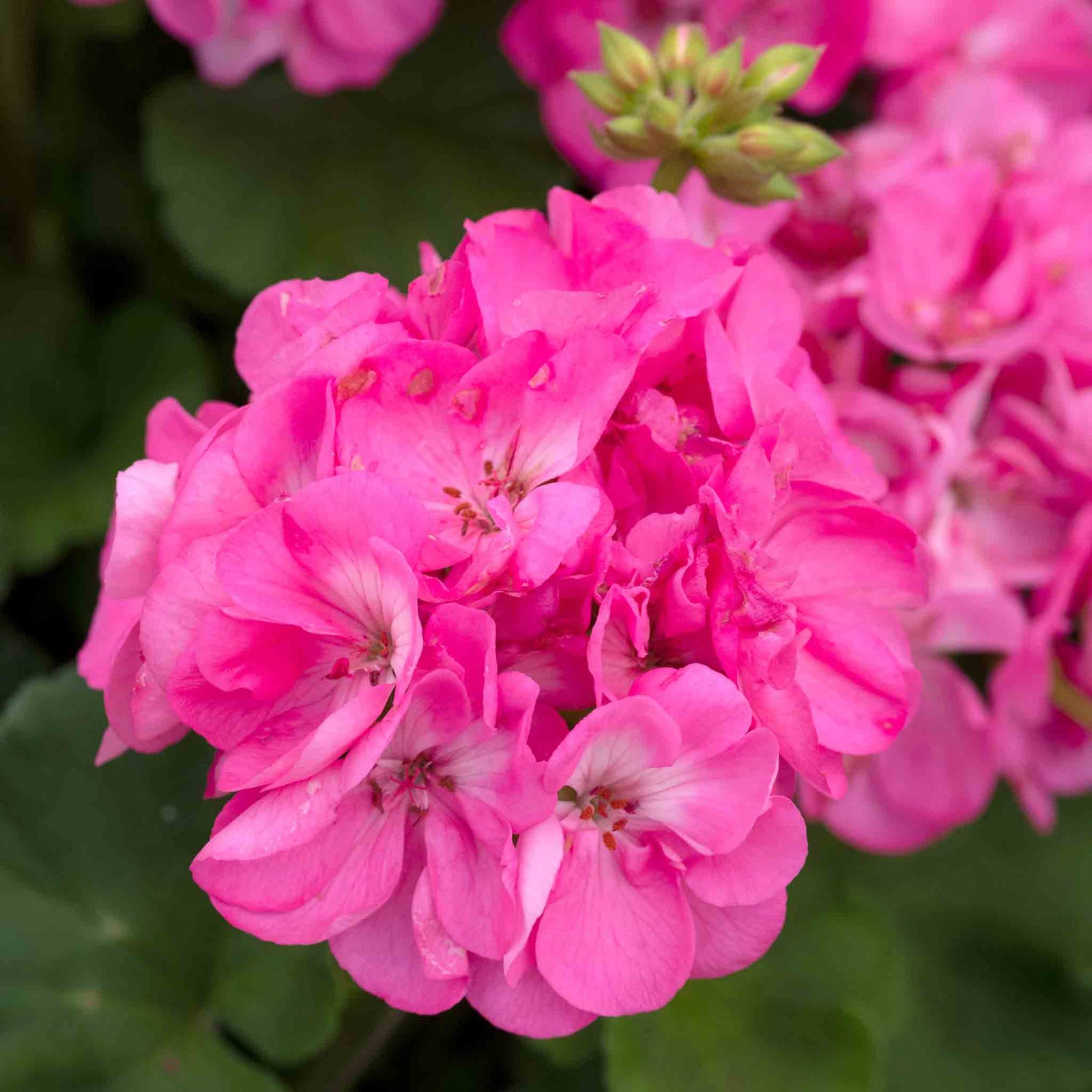 Geranium 'galaxy Rose' - Pink Zonal Plug Plants | 12 x Plug Plants | Pink