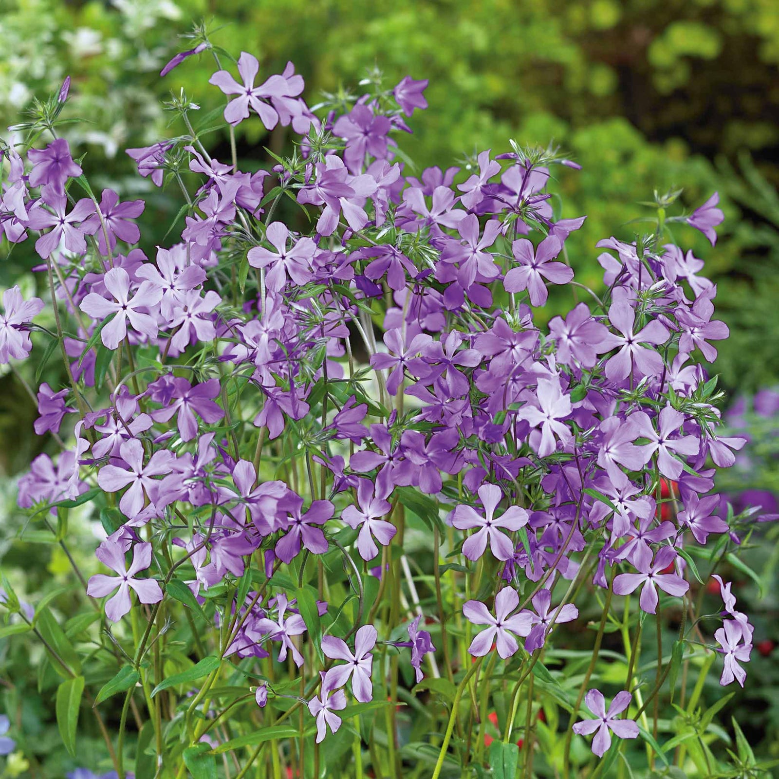 Phlox Divaricata Subsp. Laphamii 'chattahoochee' Lavender-blue Woodland Phlox | 3 x Jumbo Plugs | Lavender