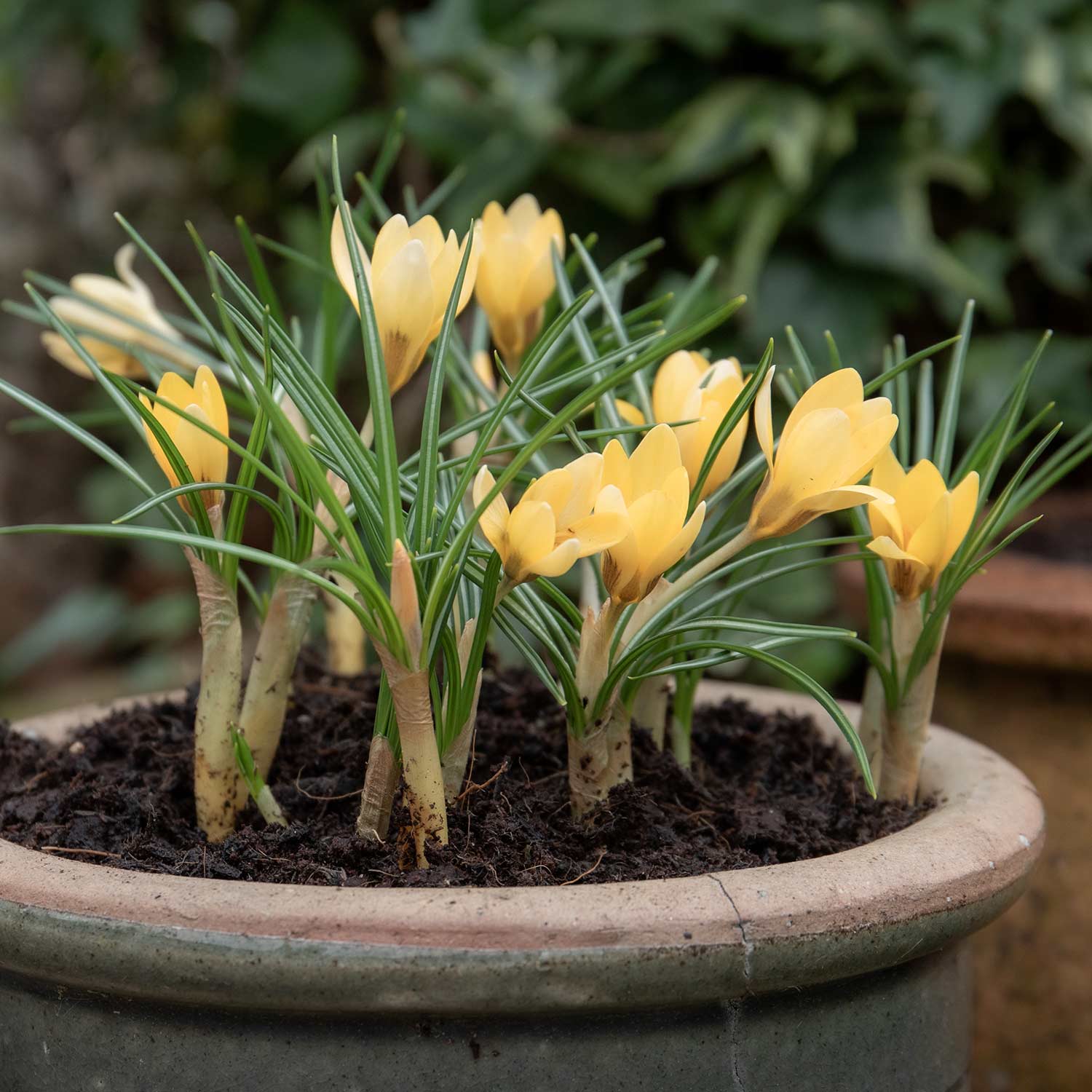 Crocus 'cream Beauty' | 20 x Bulbs | Cream