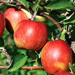 Apple Twin Tree Braeburn & Idared (m26 Semi-dwarf) | 1 x Bare Root | Multi