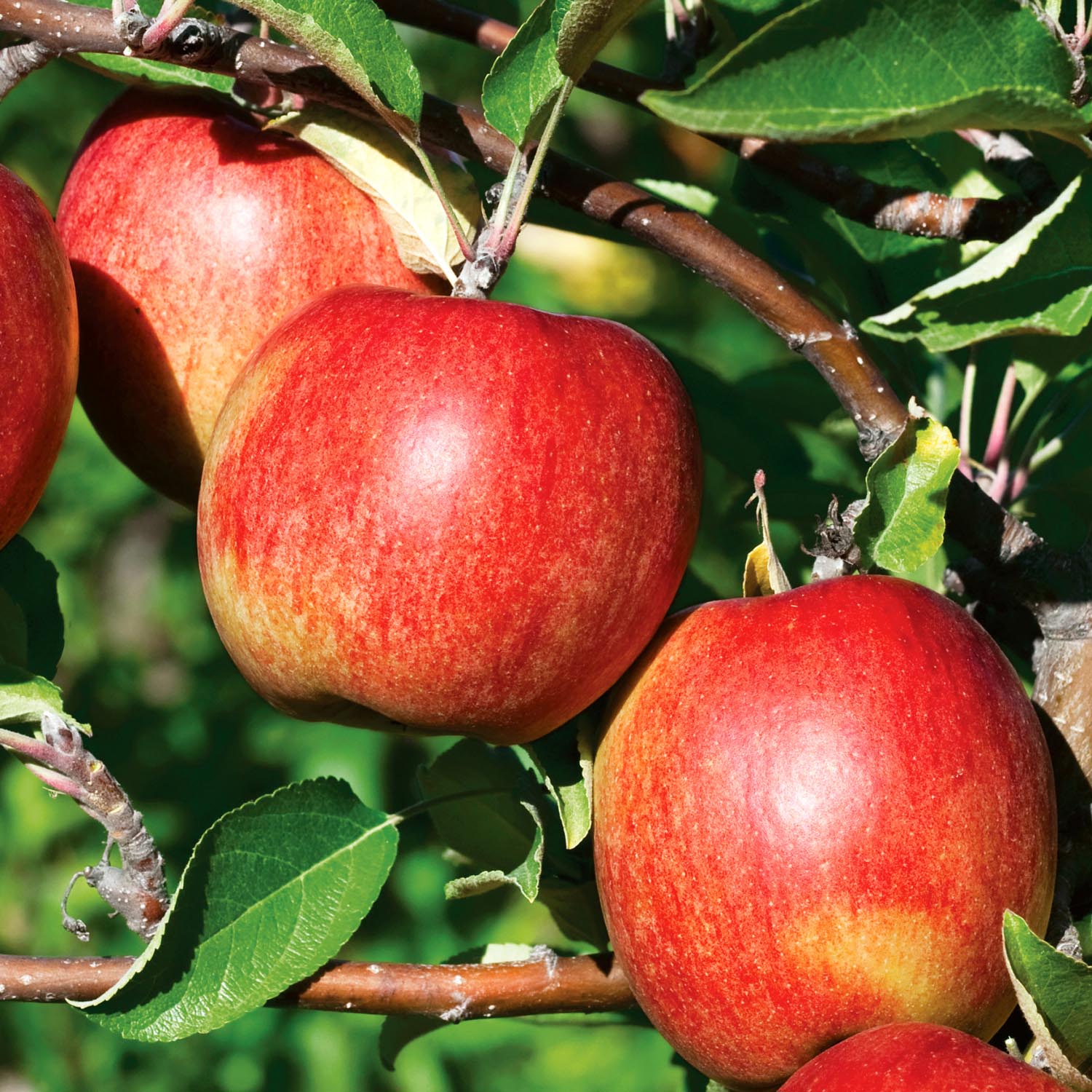 Apple Twin Tree Braeburn & Idared (m26 Semi-dwarf) | 1 x Bare Root | Multi