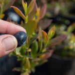 Blueberry Plant 'brigitta Blue' | 2L