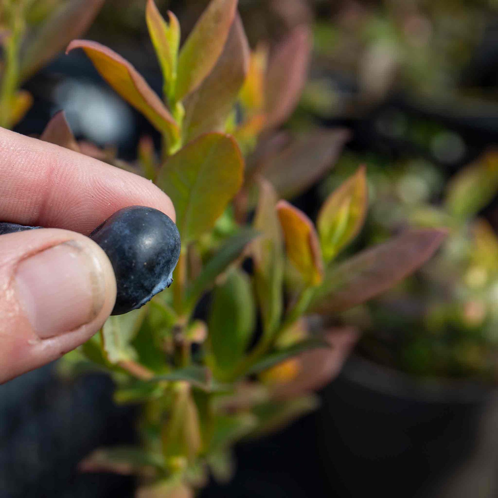 Blueberry Plant 'brigitta Blue' | 2L