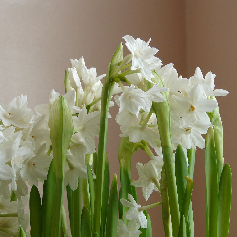 Hayloft Narcissus Paperwhite - Highly Scented, Great For Indoor Displays - 10 Bulbs