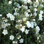 Convolvulus Cneorum Shrub Large Plant Supplied In A 3 Litre Pot