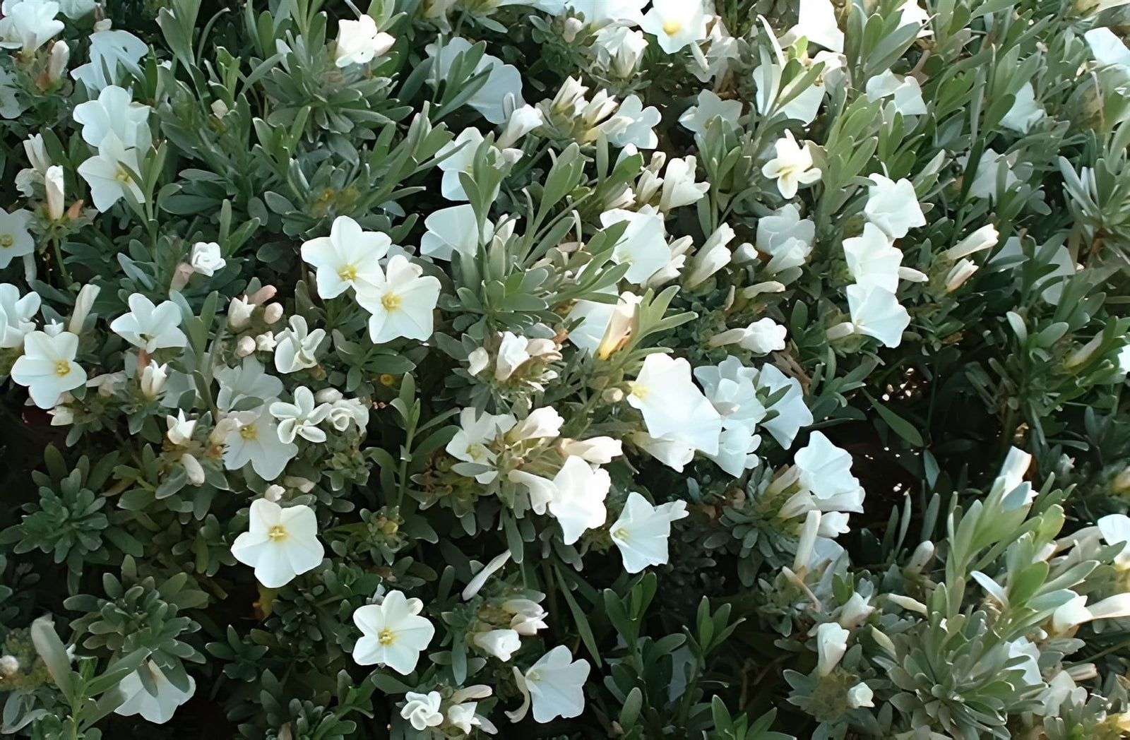 Convolvulus Cneorum Shrub Large Plant Supplied In A 3 Litre Pot