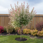 Flamingo Willow - 2 Pcs. - Salix Integra 'flamingo' - Height 60-80cm - ⌀17cm | Set of 2 | Pink