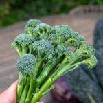 Brokali Seeds ‘columbia’ | 50 Seeds | Green