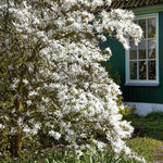 Magnolia 'stallata' (star Magnolia) Compact Spring-flowering Shrub Plant | 1 x 9cm | White
