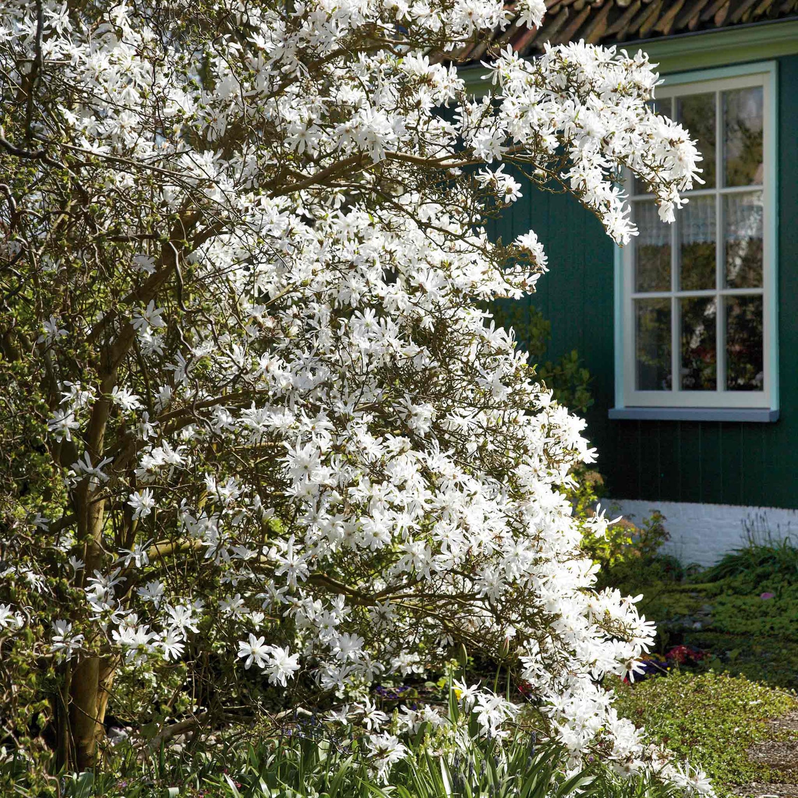 Magnolia 'stallata' (star Magnolia) Compact Spring-flowering Shrub Plant | 1 x 9cm | White