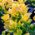 Euonymus Japonicus 'el Dorado' Compact 60cm Evergreen Shrub | 1 x 9cm | Lime Green