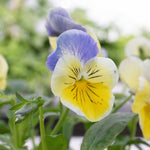 Pansy 'matrix Morpheus' - Garden Ready Plugs | Set of 12
