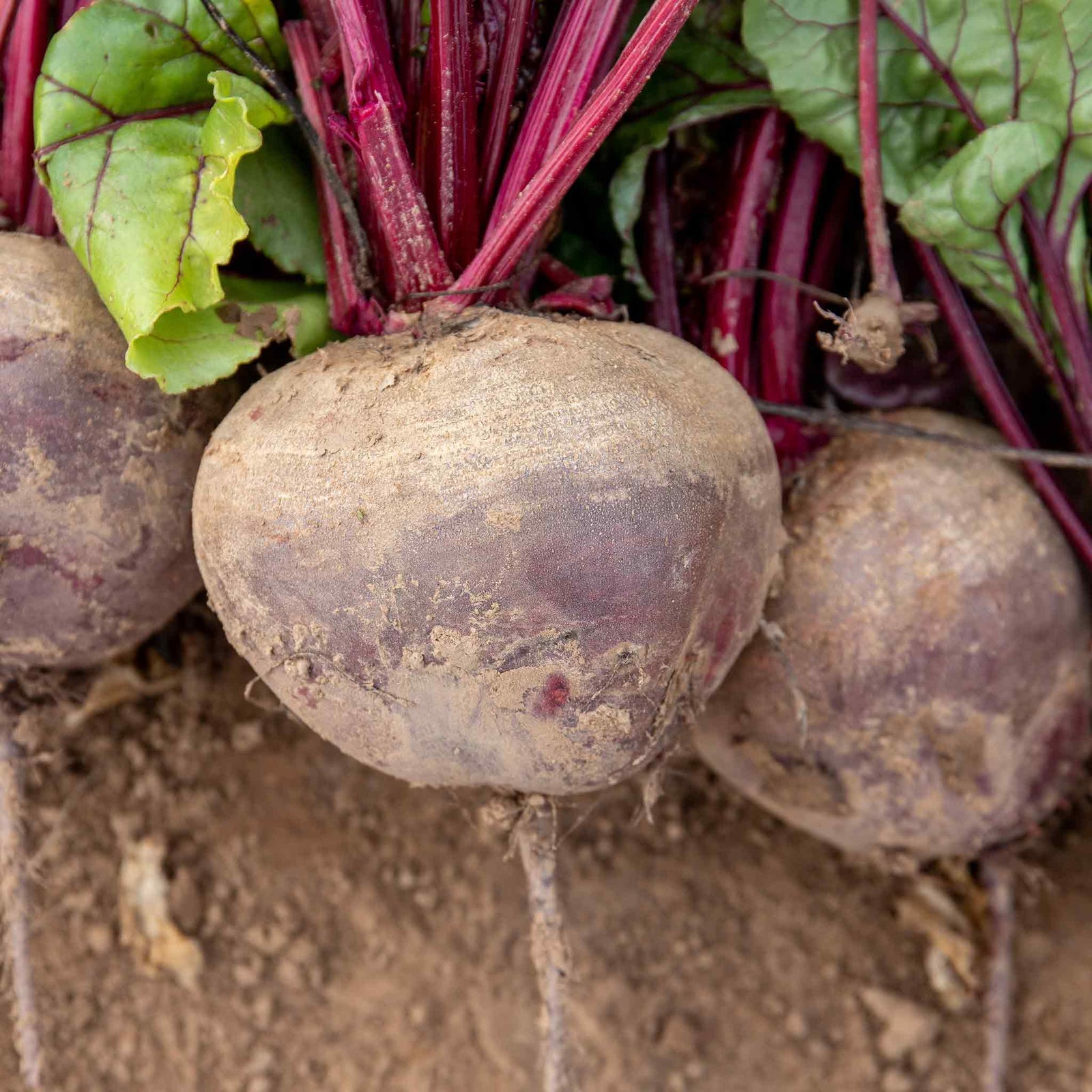 Beetroot 'pablo' Rhs Agm | 12 x Garden Ready Plugs | Red