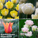 Thompson & Morgan Tulip Super Scented Collection 32 Bulbs