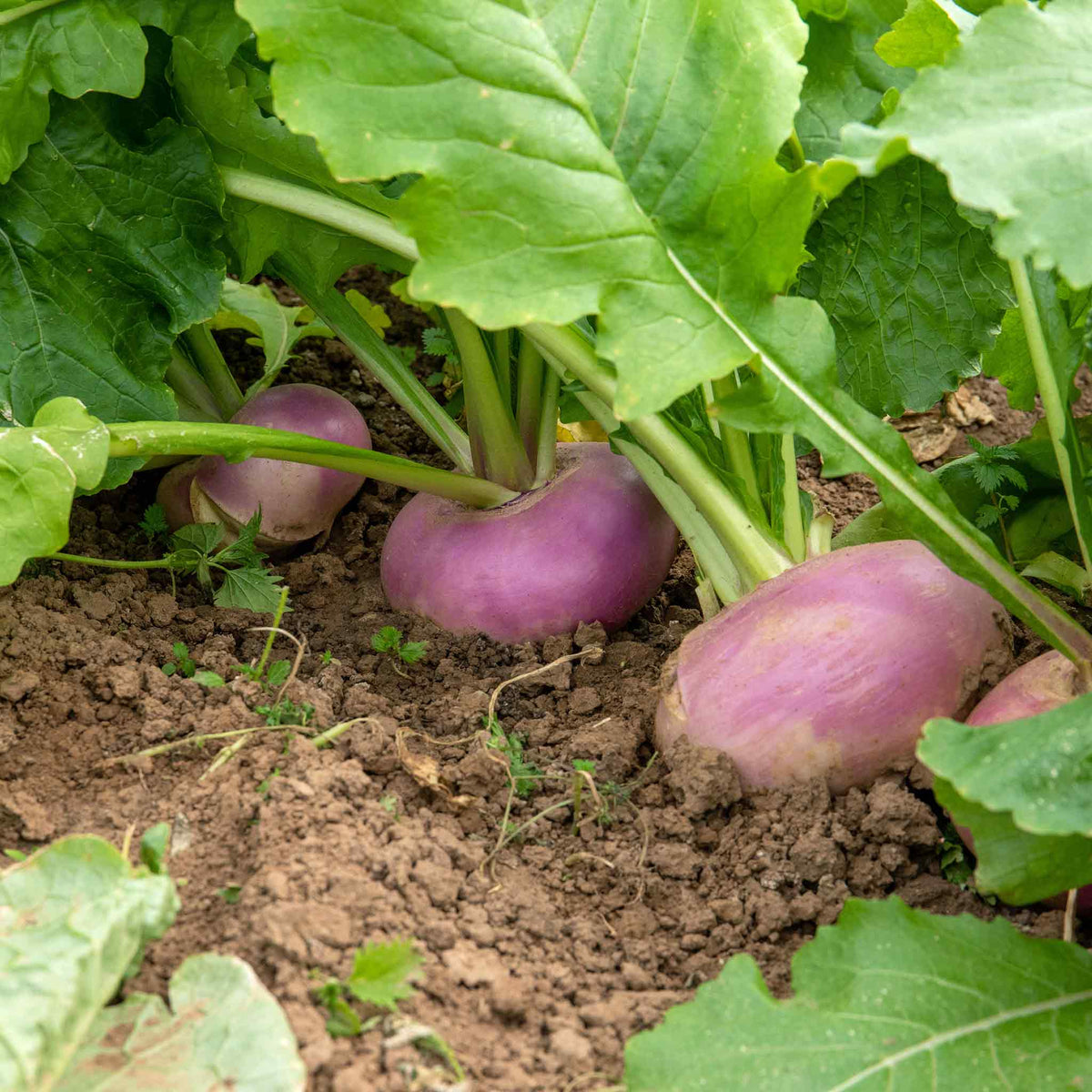 Sweetbell F1 Turnip | 100 Seeds | Purple & Green